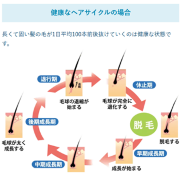 健康なヘアサイクル