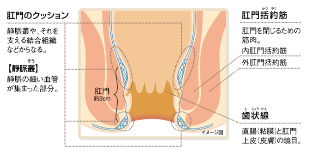 肛門組織1